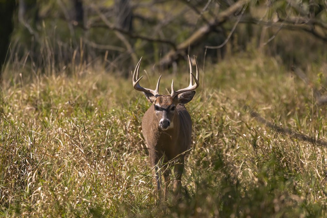 Minnesota Deer Hunting