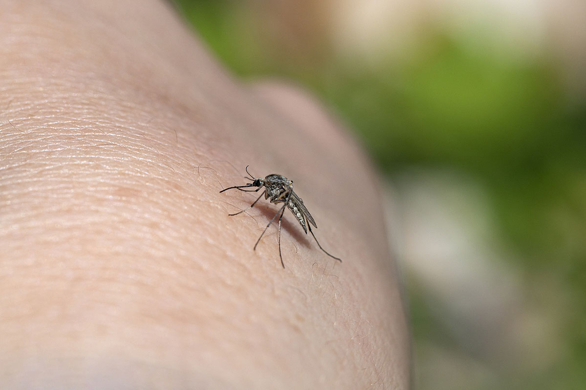Cold Weather and Mosquitoes: How the Seasons Affect These Biting Bugs ...