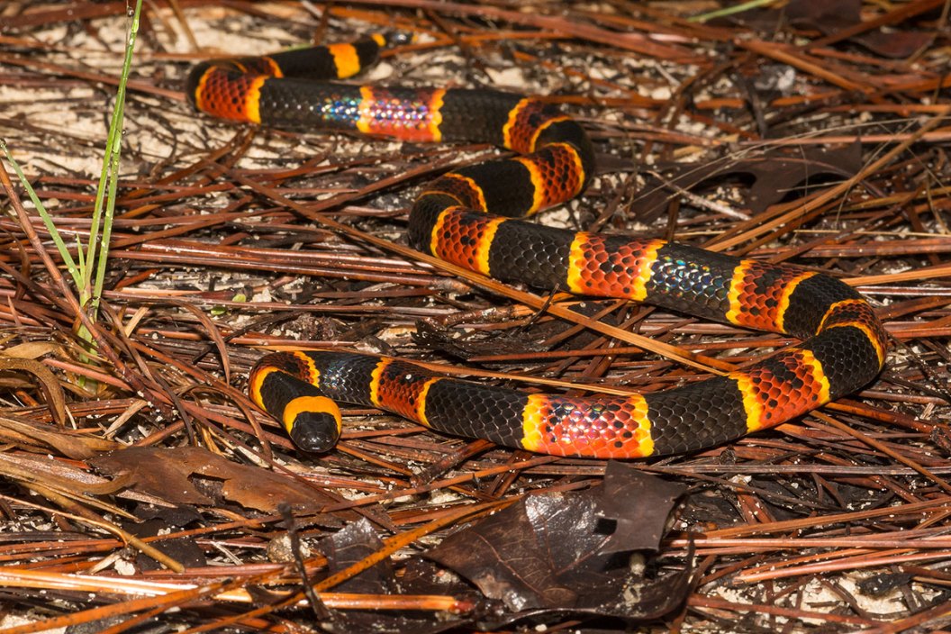 Snakes In North Carolina