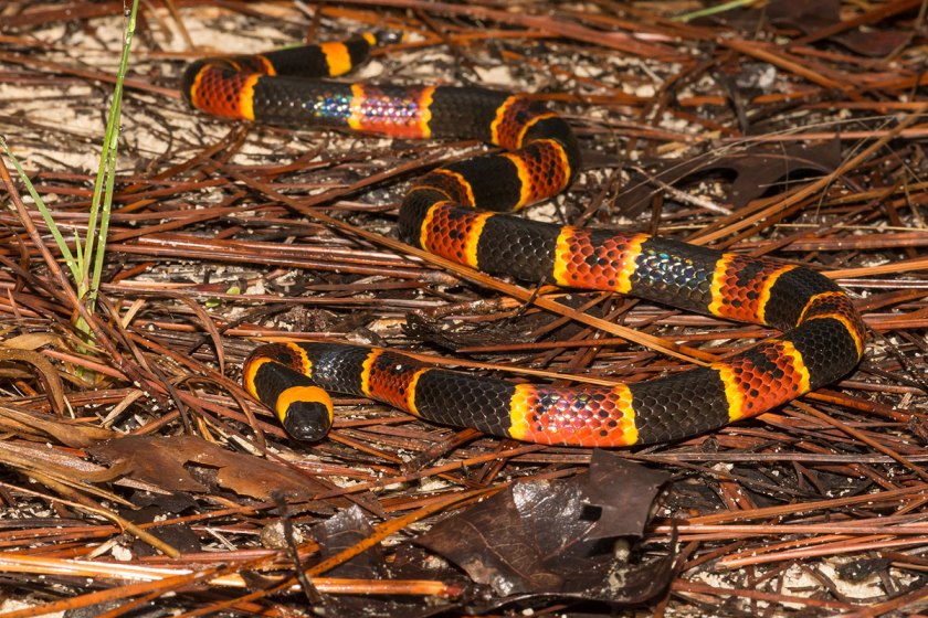 Local Snakes All the Snakes in North Carolina - Wide Open Spaces