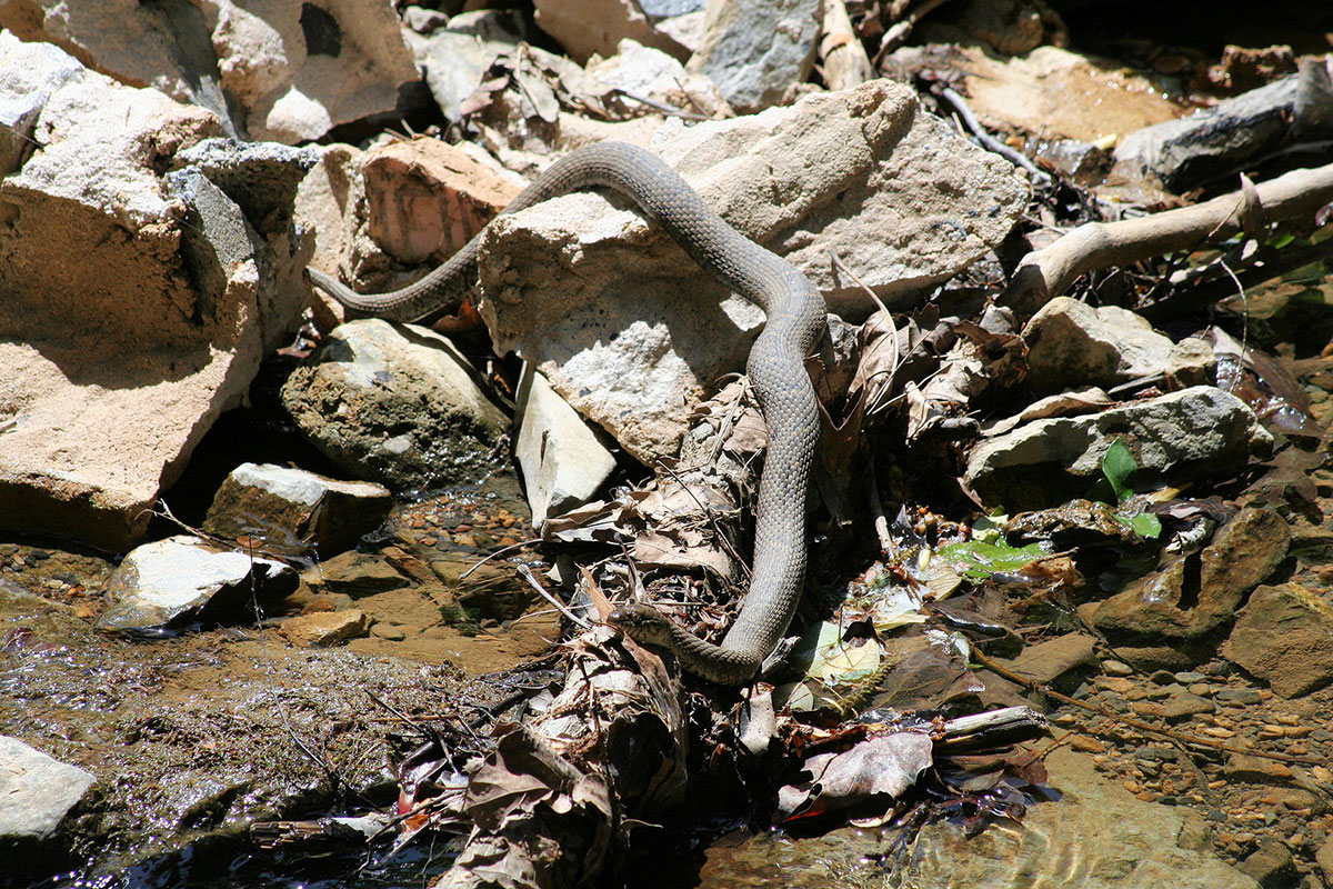 Snakes In Virginia