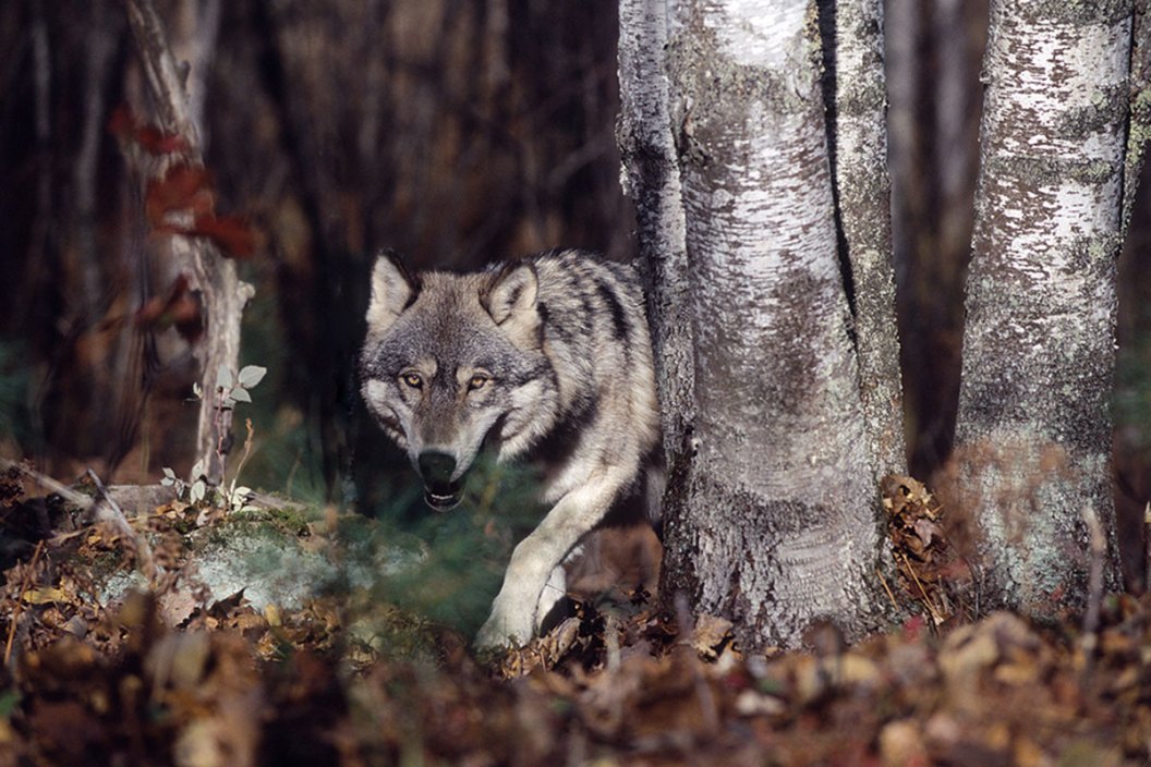 Wisconsin Wolf Hunting Season