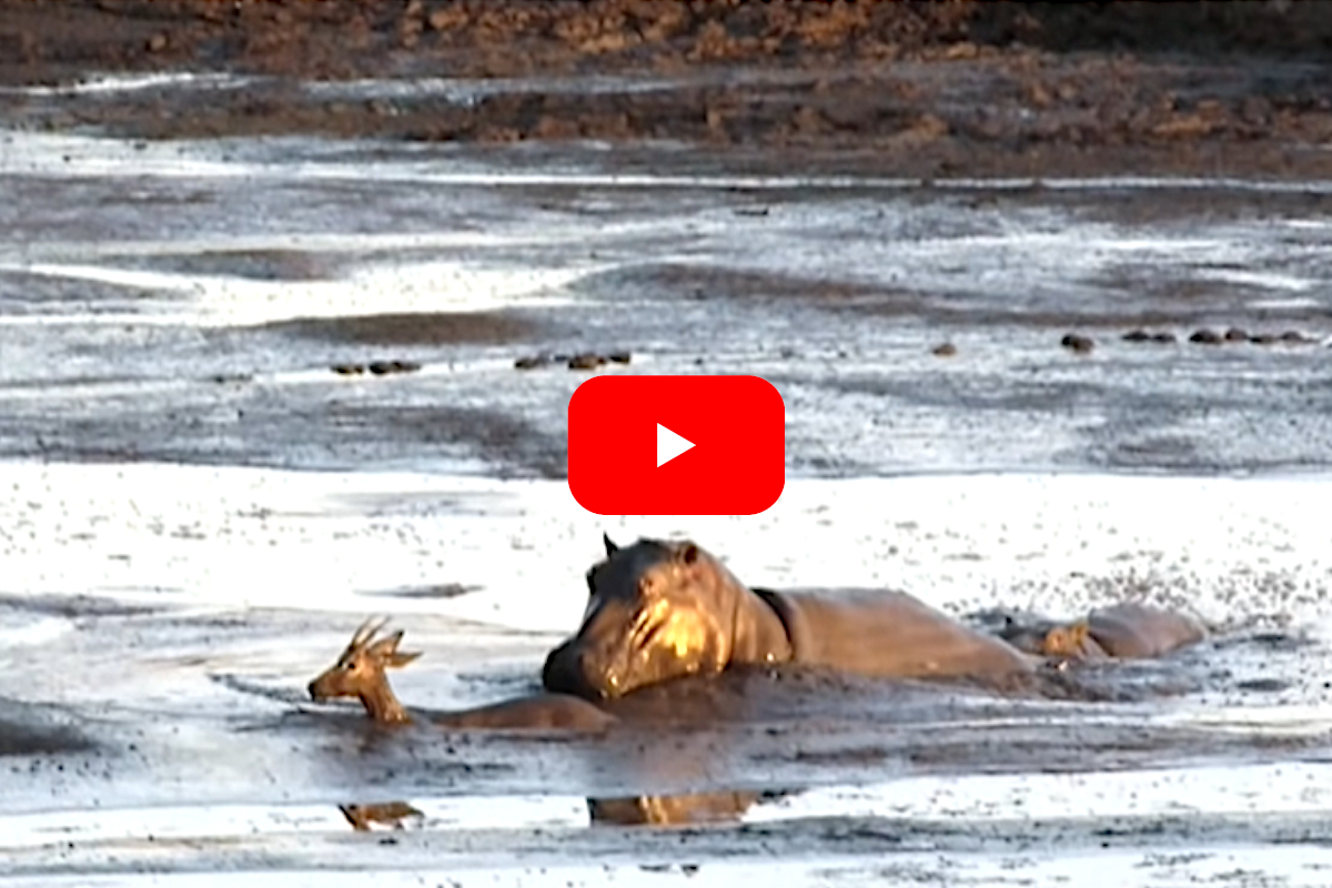 Impala vs Hippo