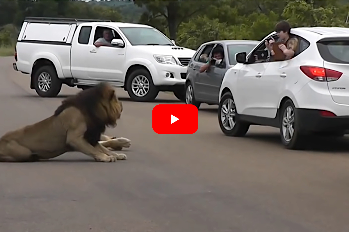 Lion Roar