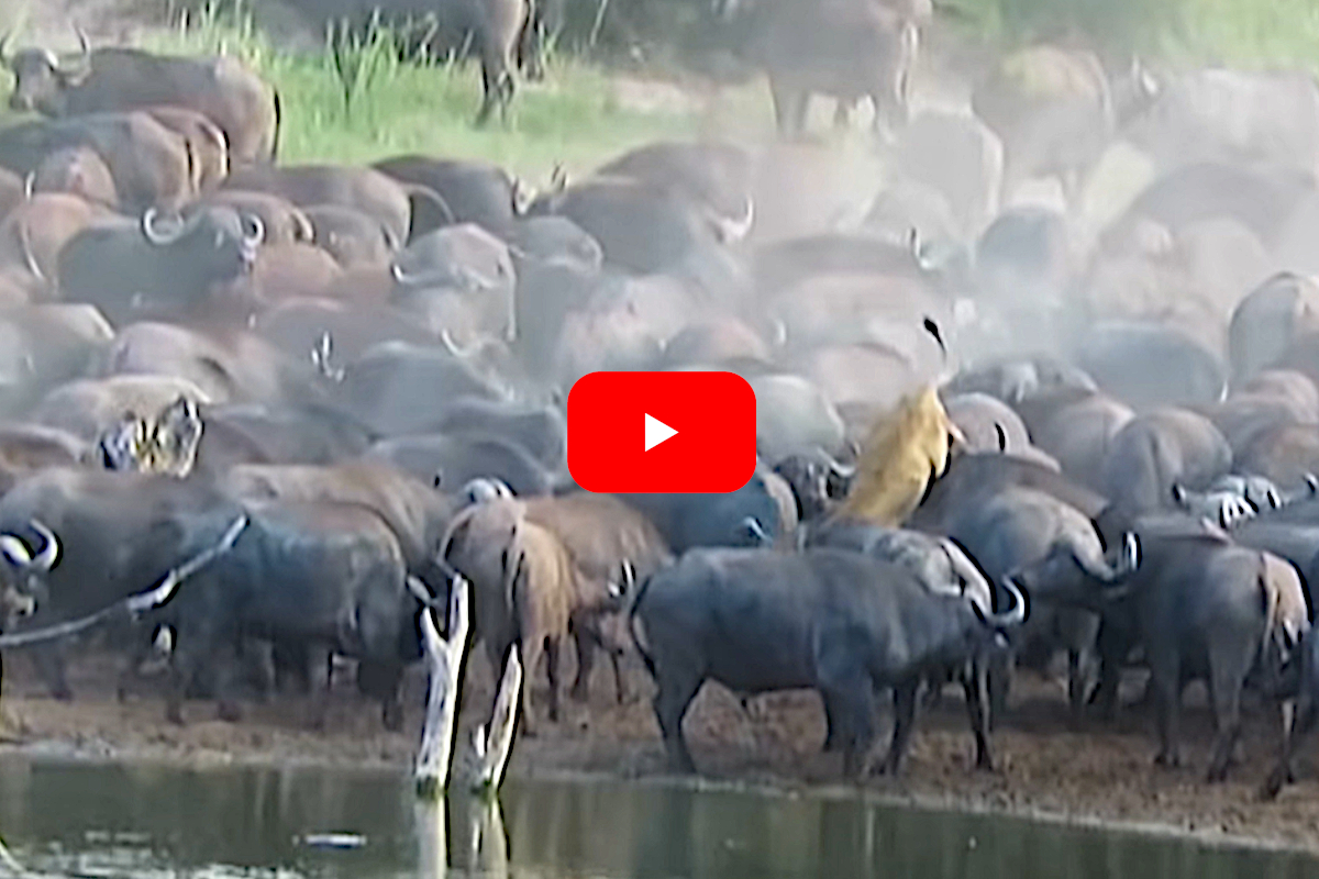 Lion vs Cape Buffalo