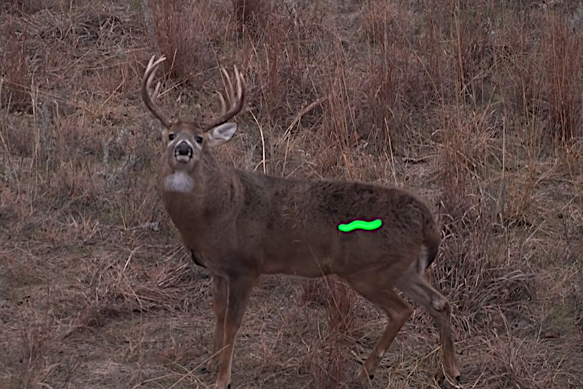 Monster Buck
