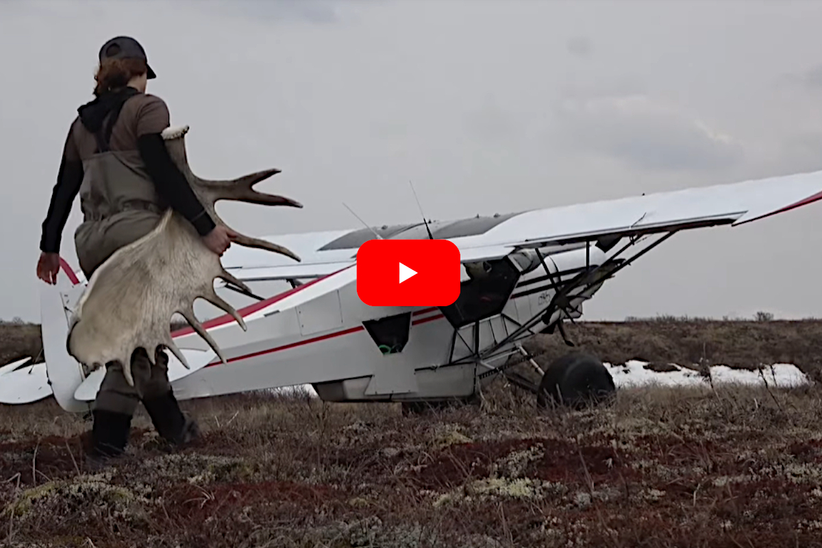 Moose Shed Antlers