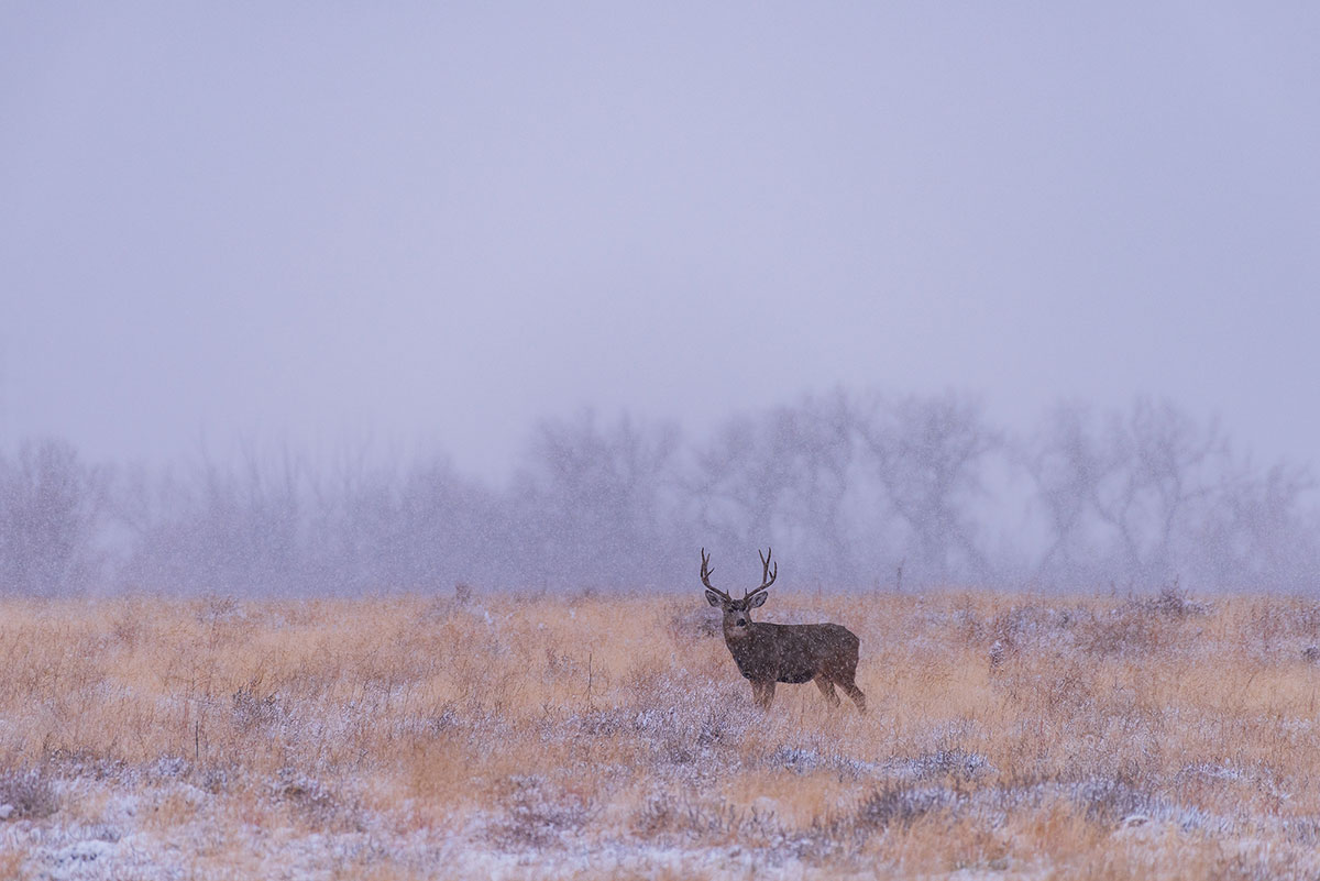 Best Mule Deer Hunting States for Your Bucket List