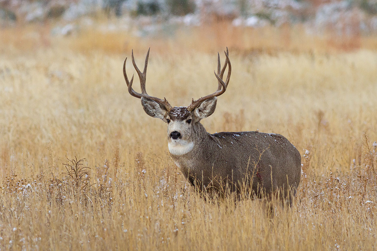 Best Mule Deer Hunting States for Your Bucket List