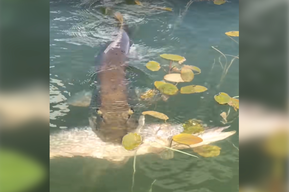 Muskie Eats Pike