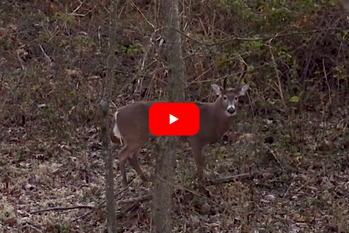 Old Buck