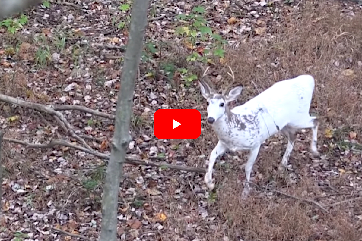 Piebald Deer