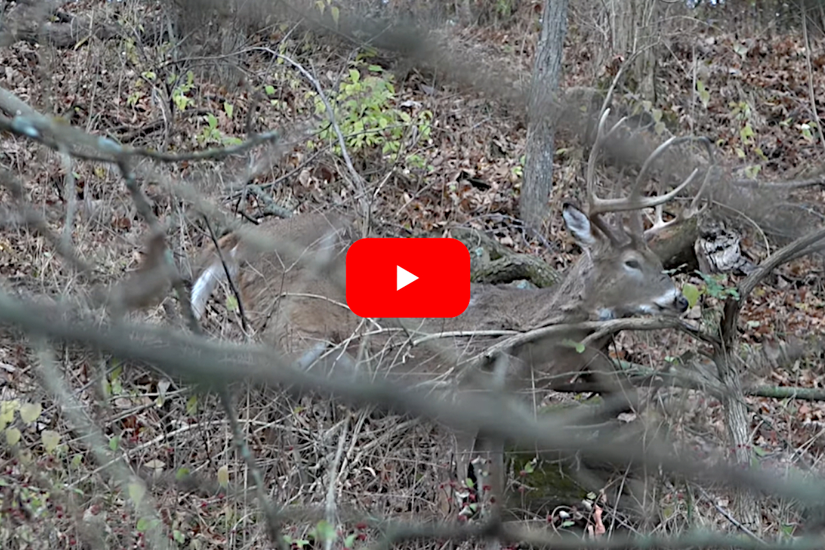 Public Land Buck