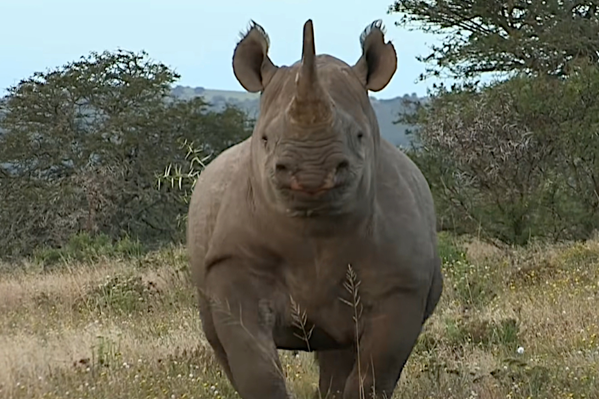 Rhino Charge