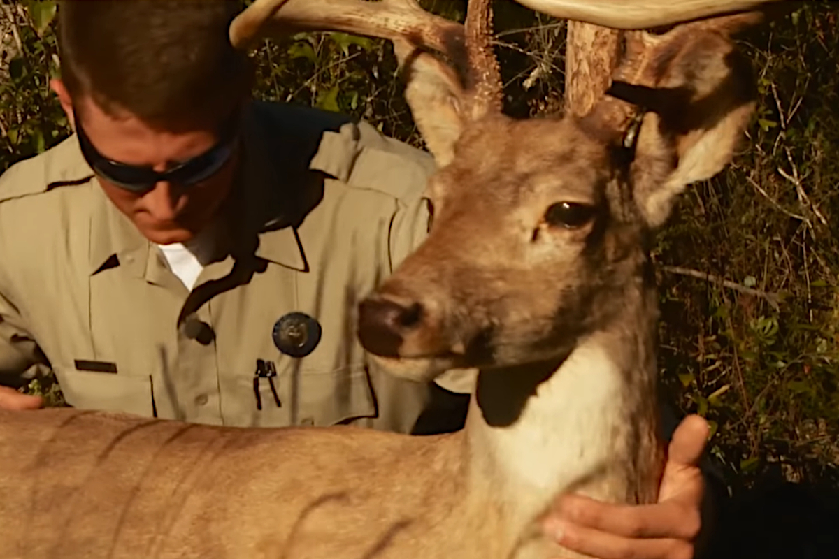 Texas Game Wardens Bust Road Poachers on Video Using Deer Decoy Wide