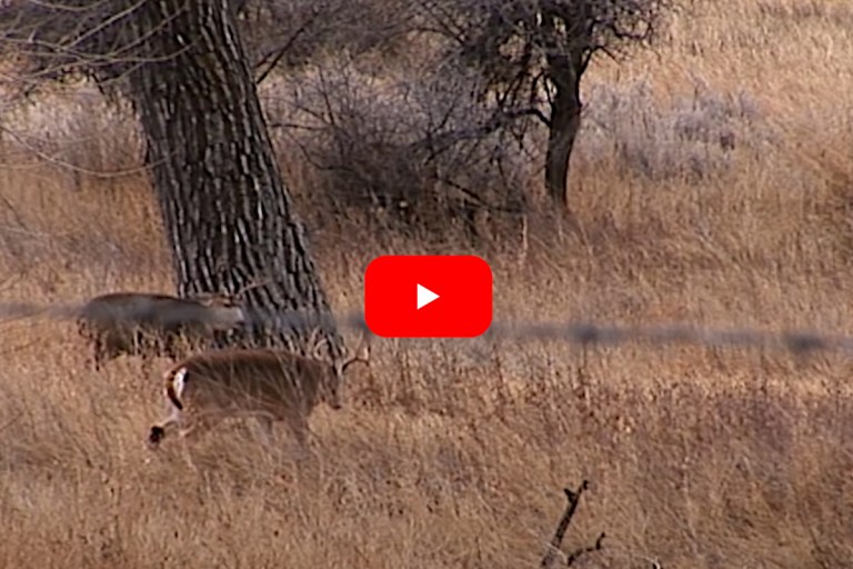 Whitetail and Mule Deer Lock Antlers in CrossSpecies Brawl Wide Open