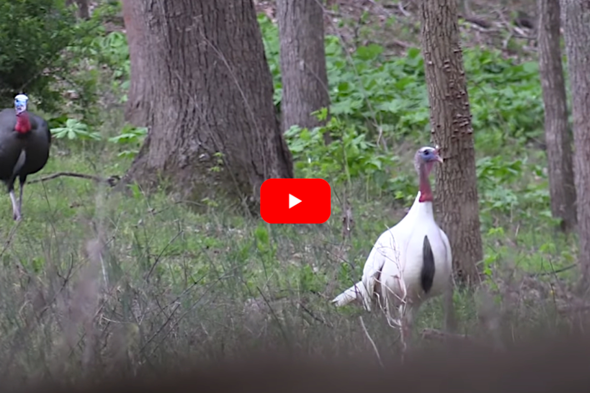 White Turkey