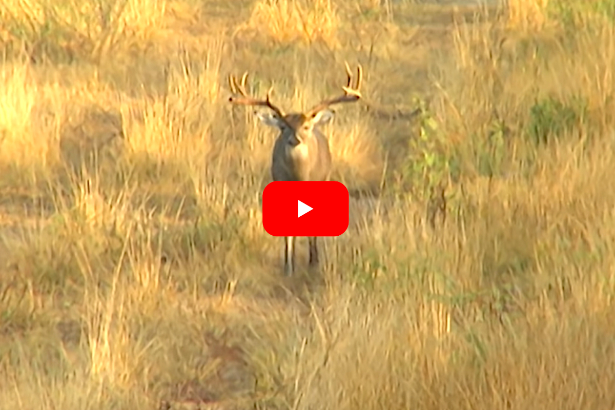 Wide Buck