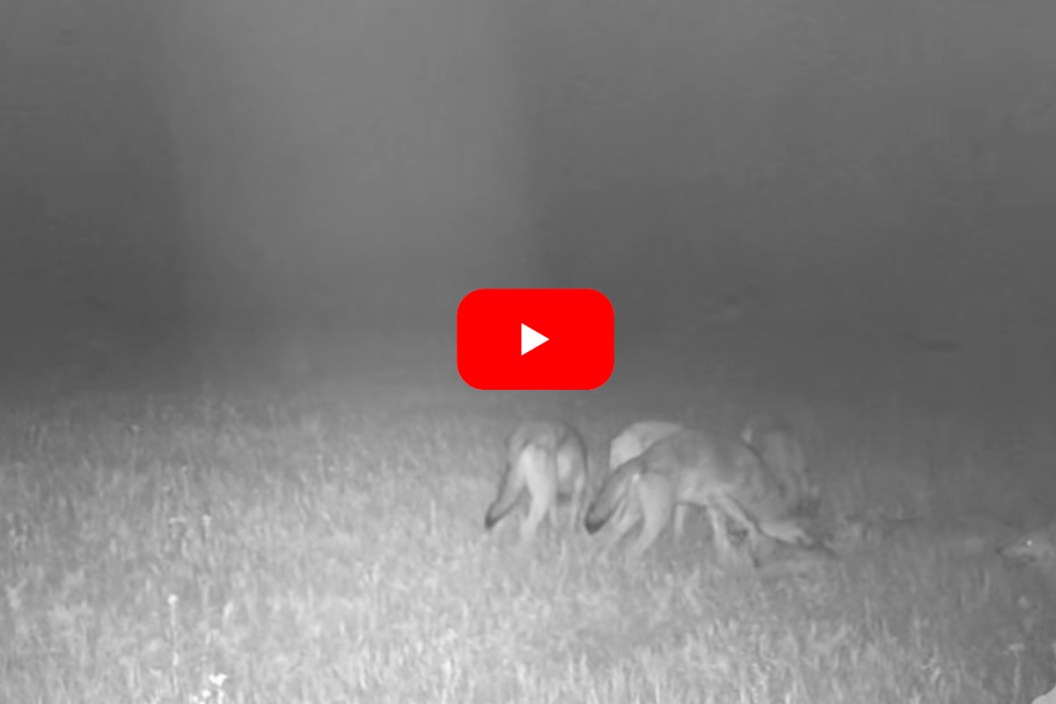 Wolves Attack Deer