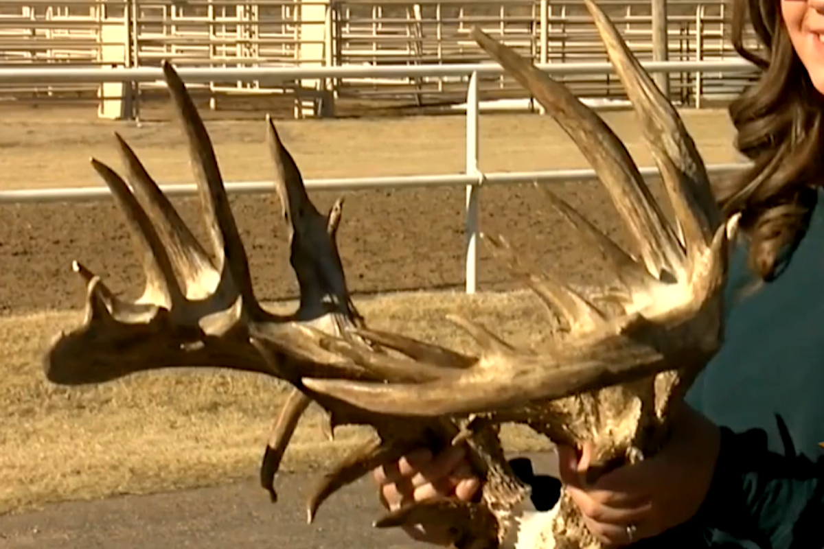 World Record Buck