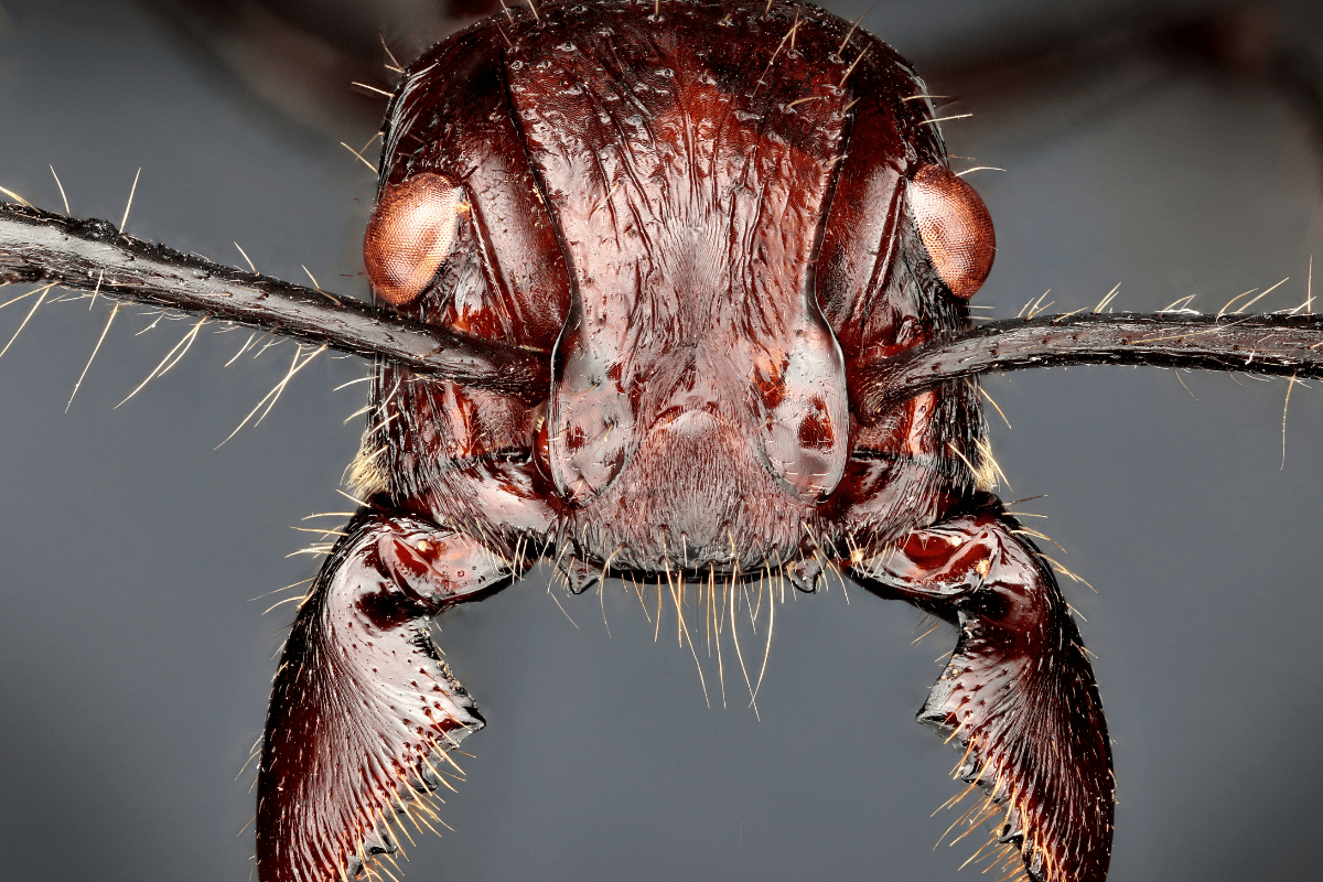 Close-up of a bullet ant.