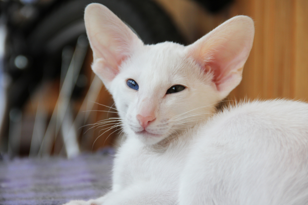 10 Cats That Don't Shed, Perfect for Allergy Sufferers & Clean Clothes