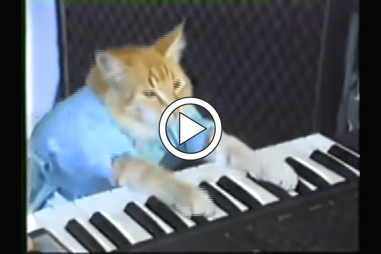 Keyboard Cat What Happened to the Most Famous Feline?