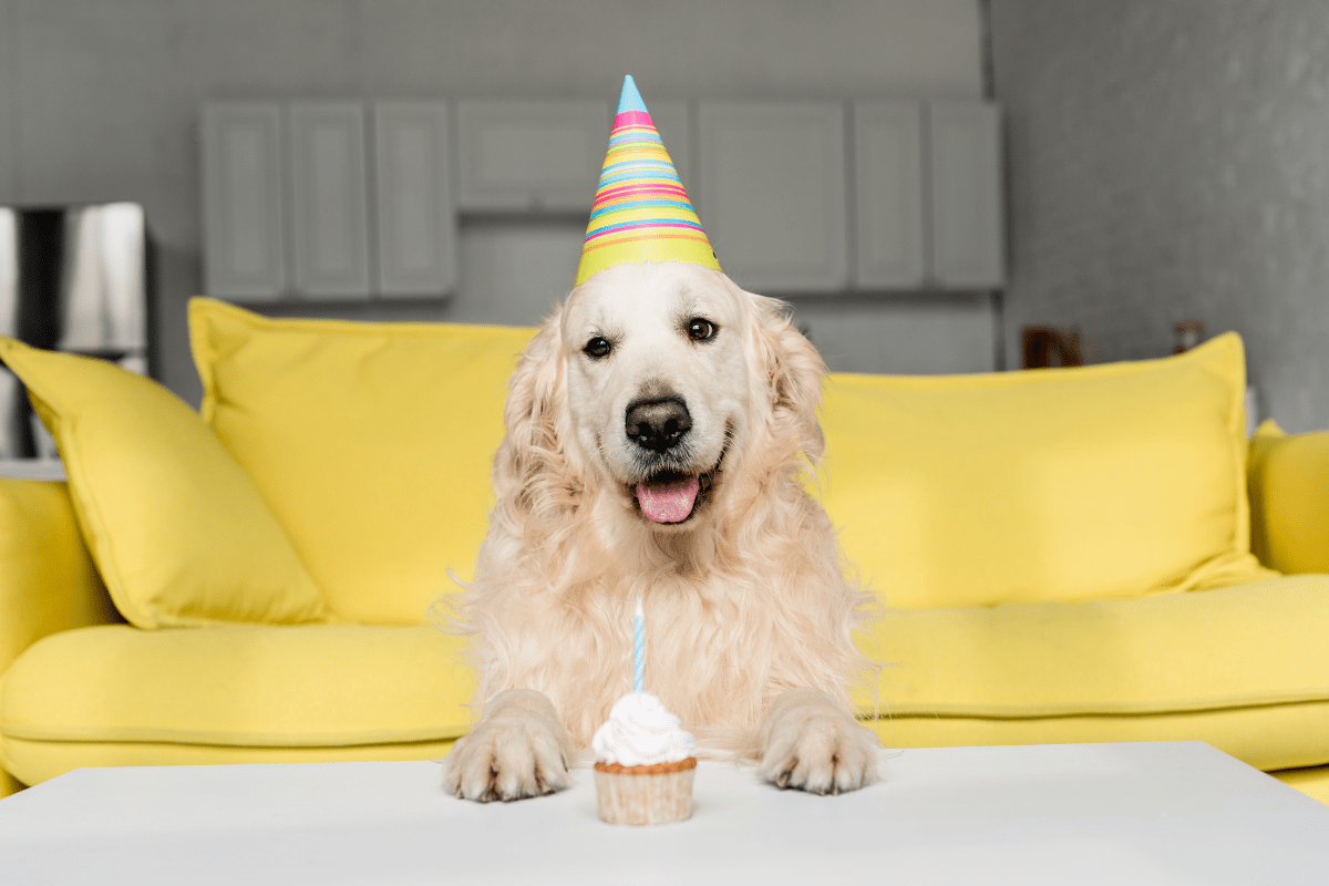 National Golden Retriever Day (Feb. 3) Meet 8 Goldies Ready to Party!