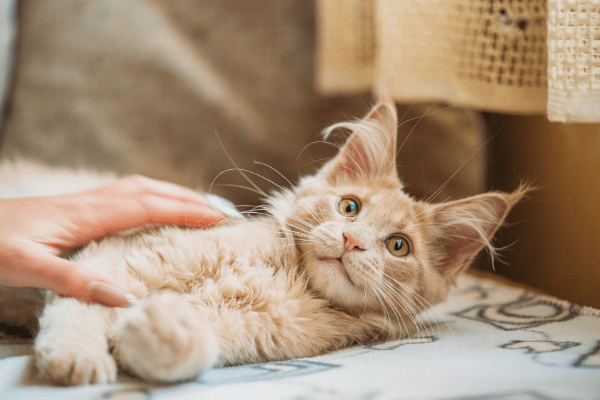 maine coon friendliest cat breed