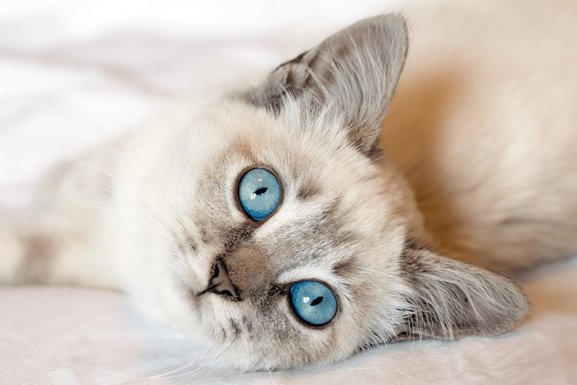 siamese cat friendliest cat breeds