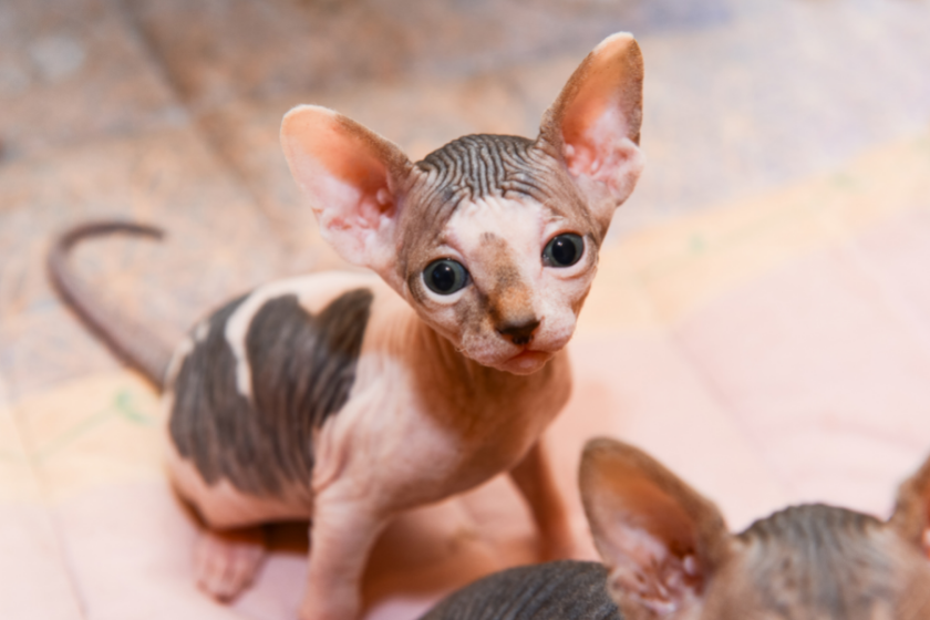 sphynx cat breed friendliest cat breeds