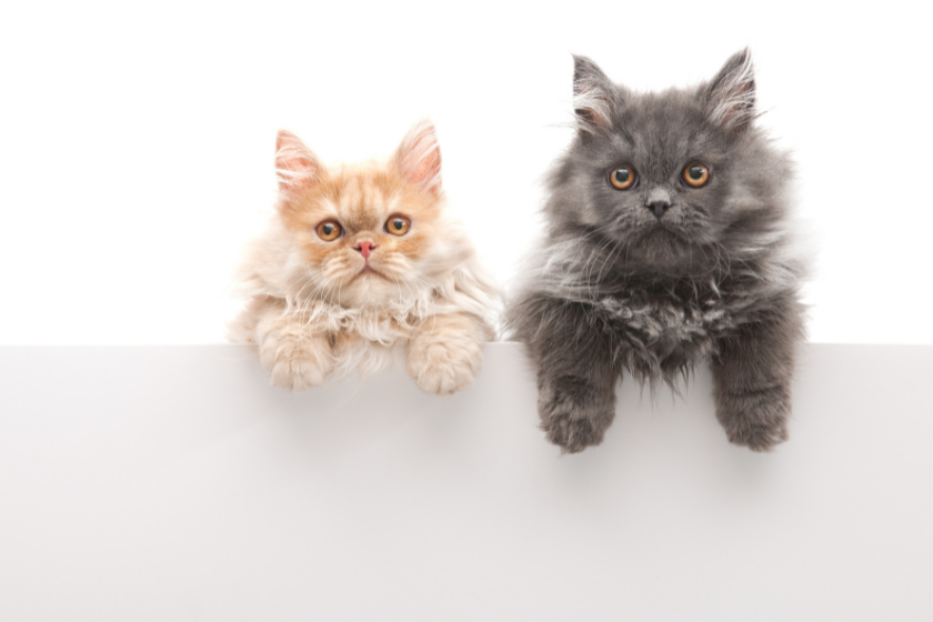 persian cats friendliest cat breeds