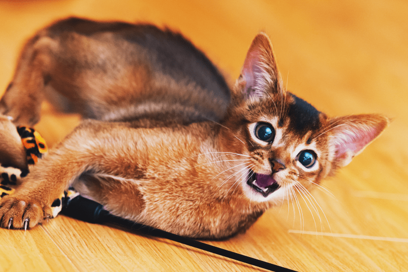 cornish rex kitten playing