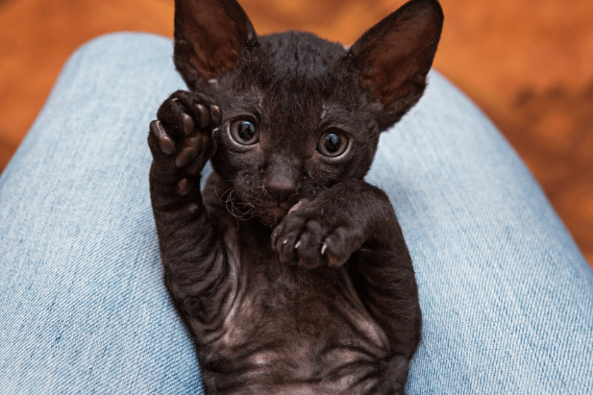 abyssinian kitten on lap