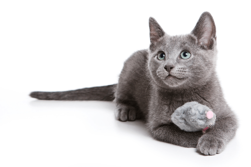 russian blue cat friendliest cat breed