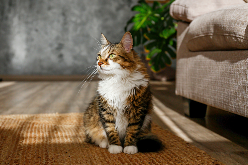 cat sitting on living room floor