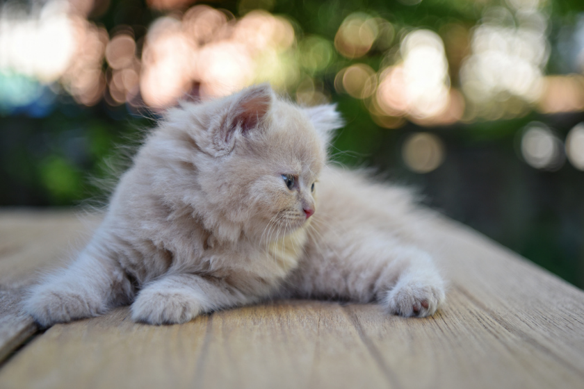 munchkin cat sitting on table is friendliest cat breed
