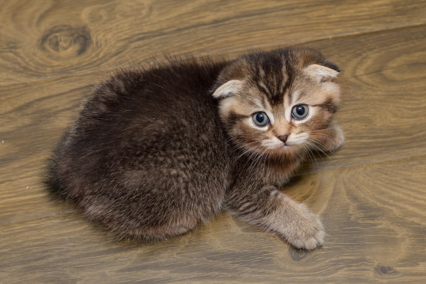 scottish fold kitten looking up at camera