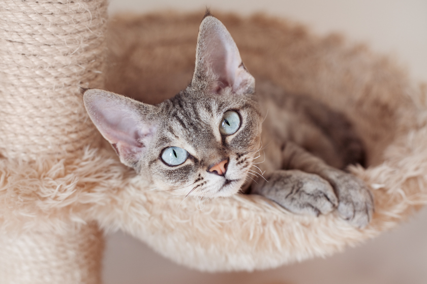 friendly cat looking out of cat tree