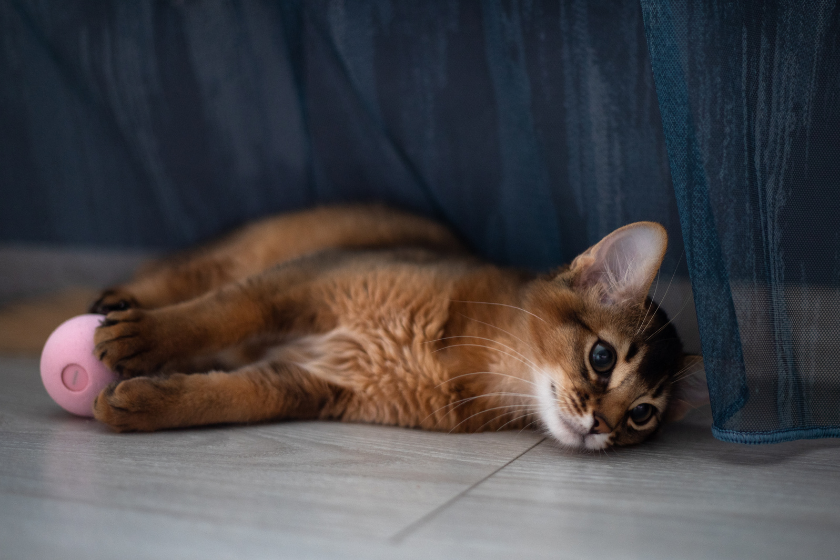 somali kitten playing with ball