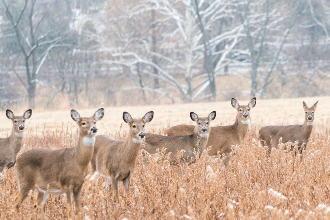 Antlerless Deer Licenses