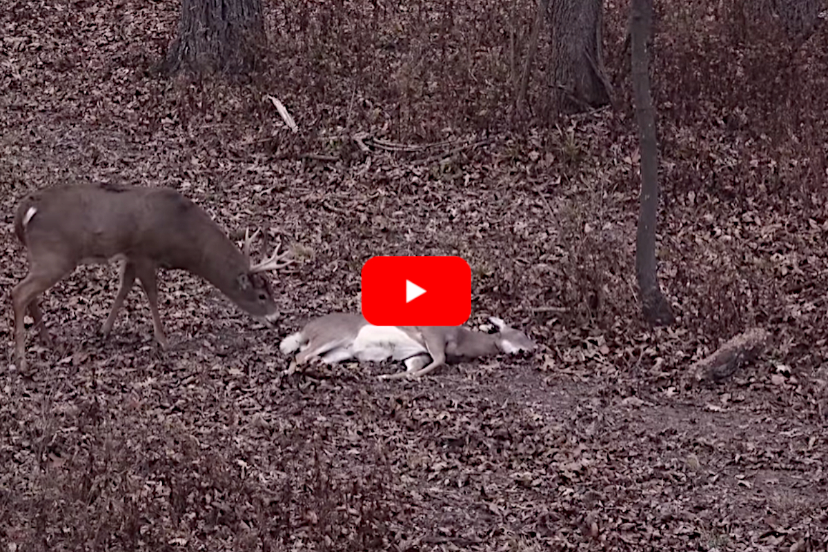 Big buck Dead Doe