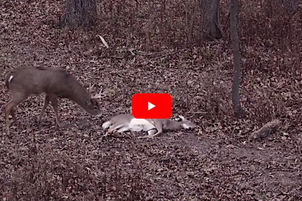 Big buck Dead Doe