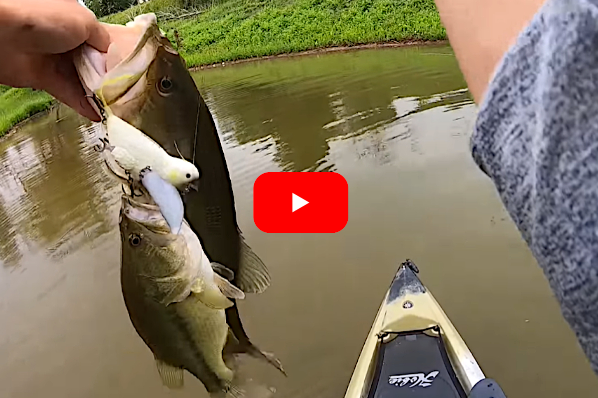 Kayak Angler Lands Two Bass on Same Cast Using a Bird Lure - Wide