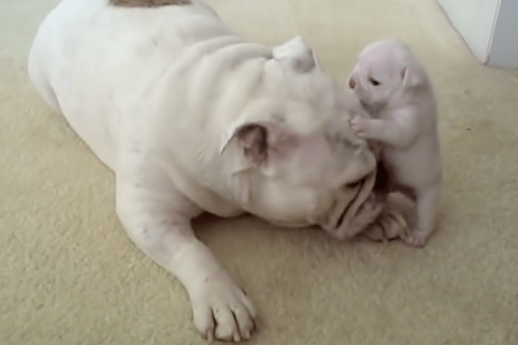 Bulldog Puppy Throws Tantrum When Mama Dog Sets the Rules