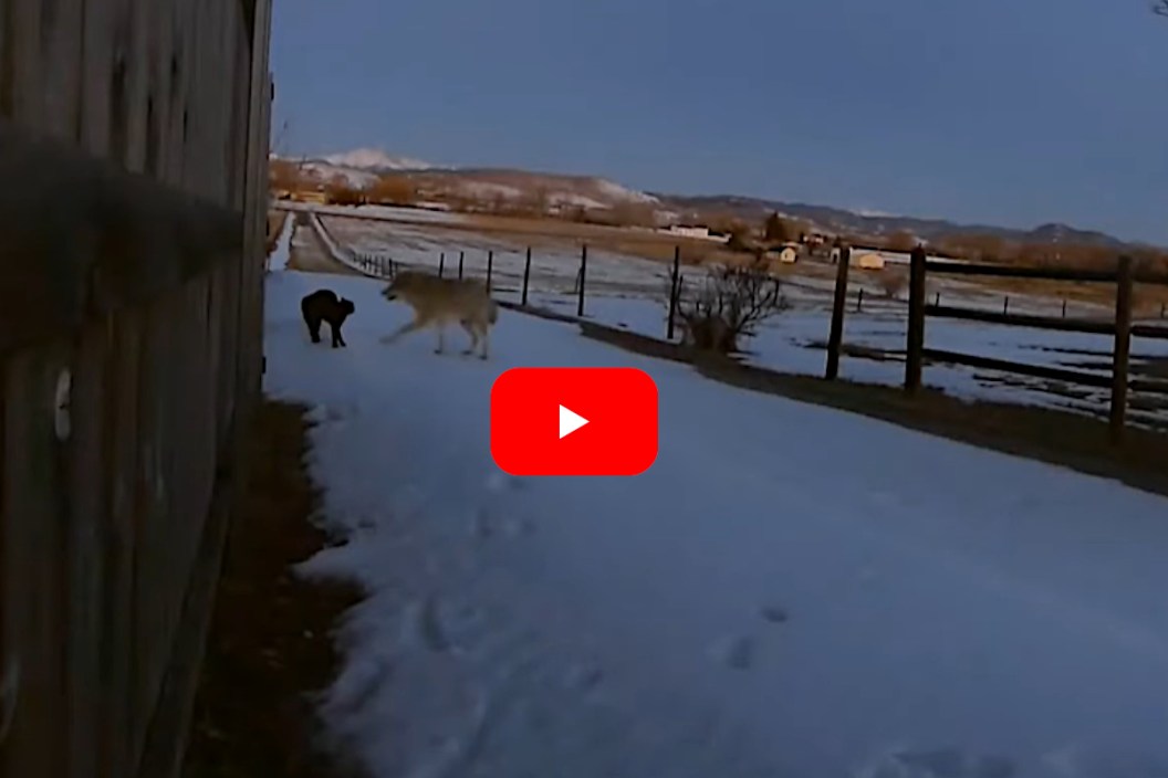 Security Camera Captures Cat Successfully Fighting Off Attack from Huge