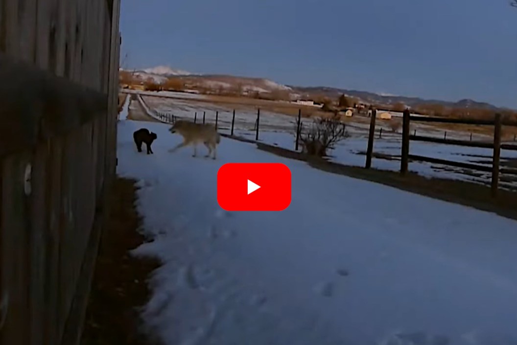 Cat vs Coyote