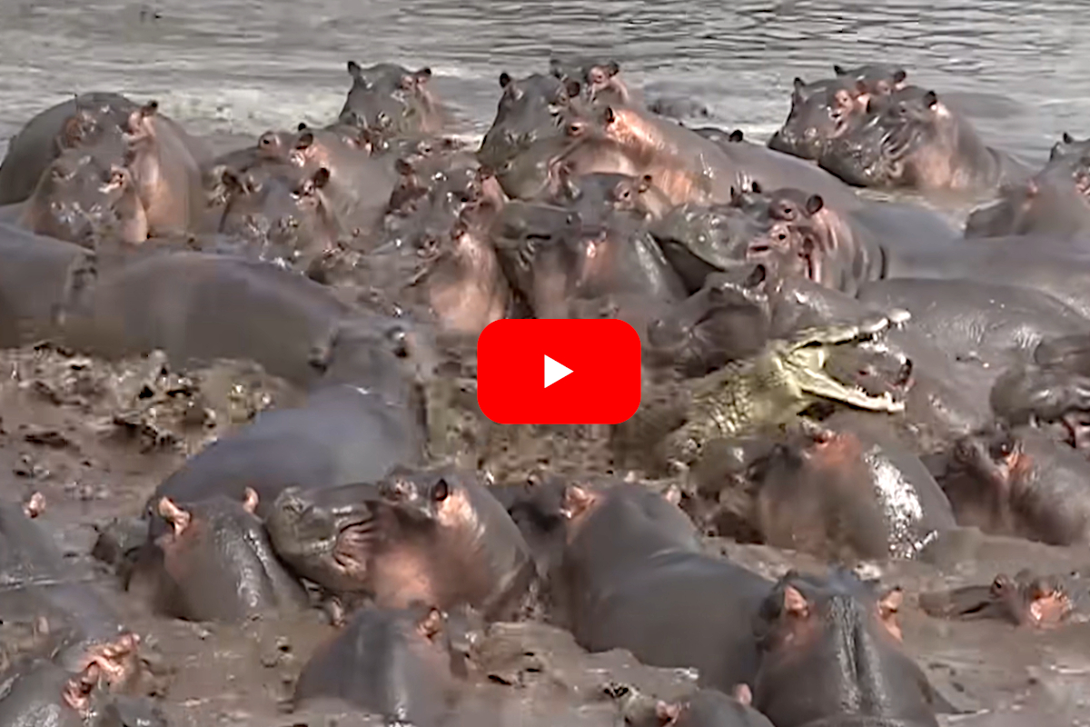 Crocodile vs Hippos