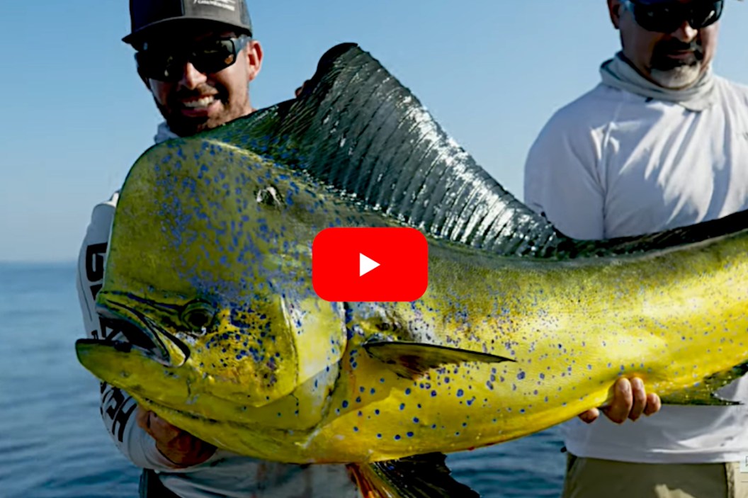 Giant Dolphin Fish Puts Up Huge Fight for Saltwater Angler Wide Open