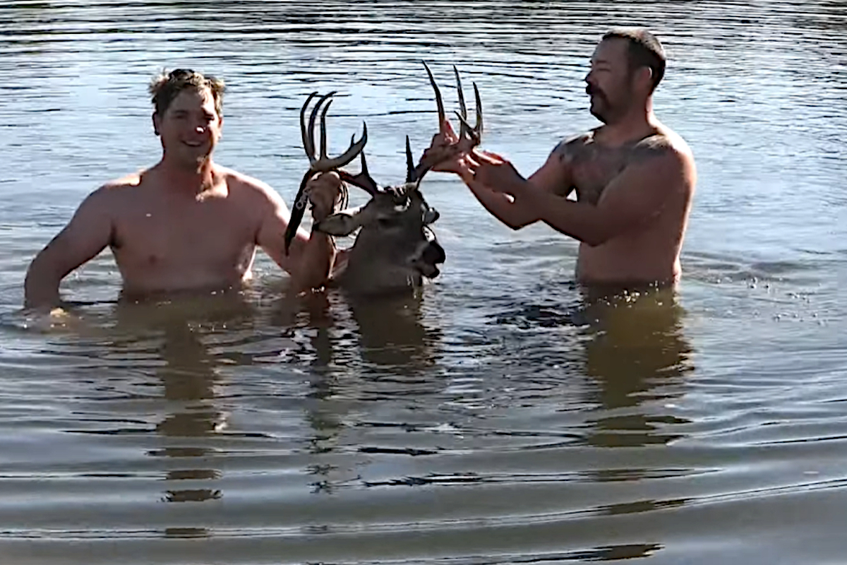 Drop Tine Buck